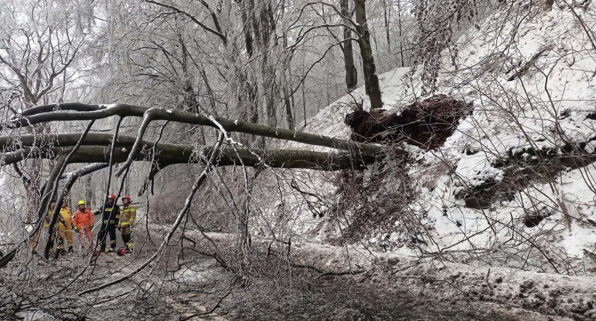 Konary, konary. Lecą z drzewa, jak dawniej, kasztany