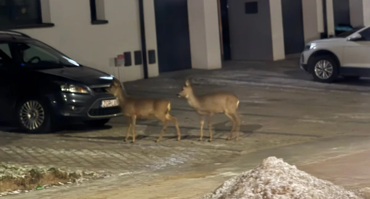 Dzika zwierzyna coraz częściej wchodzi do miasta