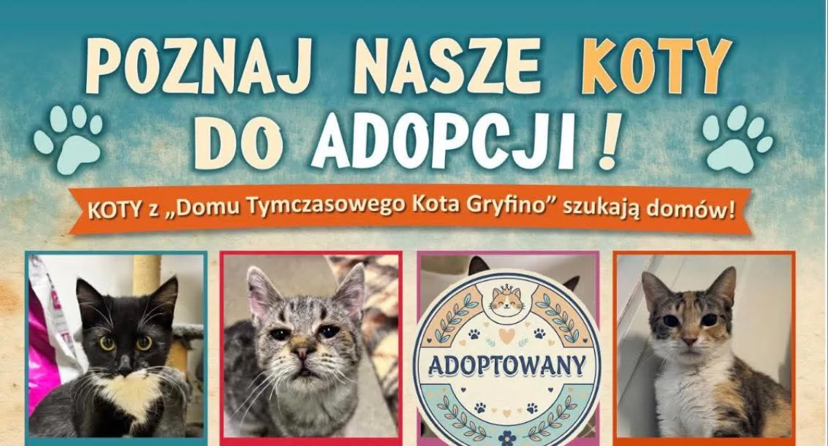 Bądź kotem i zaadoptuj! 