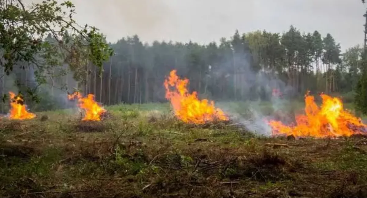 Nie wypalaj traw! Kary są dużo bardziej restrykcyjne niż rok temu