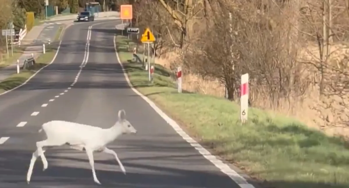 Biała Dama dama spaceruje między Gryfinem a Gardnem [WIDEO]