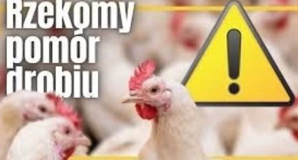 Informacja dla mieszkańców gminy Gryfino - rzekomy pomór drobiu