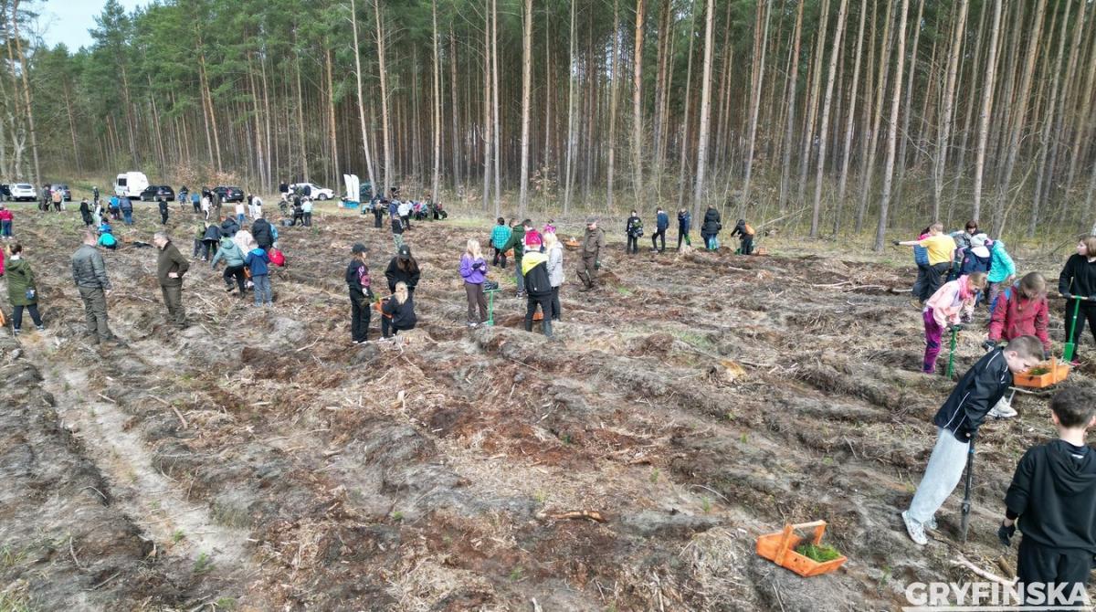 Las Pełen Energii przy Krzypnicy