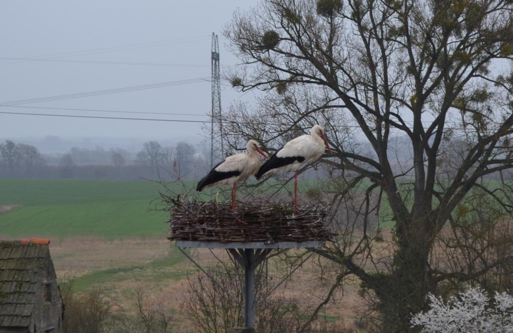 Bociany wróciły do powiatu gryfińskiego