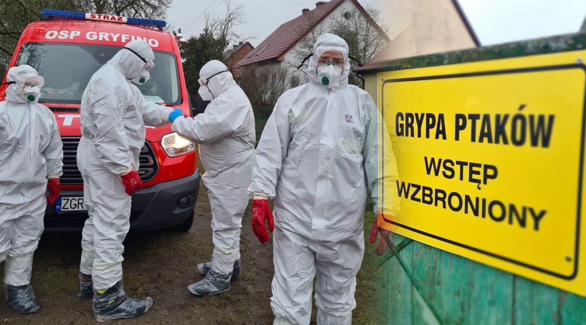 Ptasia grypa sieje spustoszenie