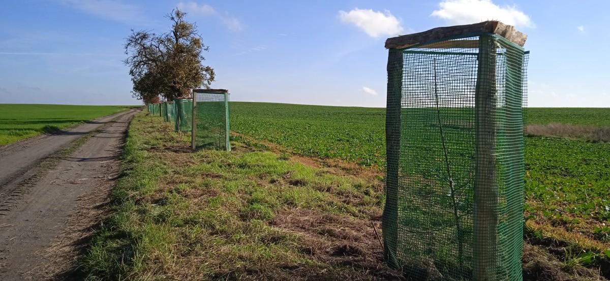 Powstaje Aleja Gwiazd Polskich Sadów [GALERIA]