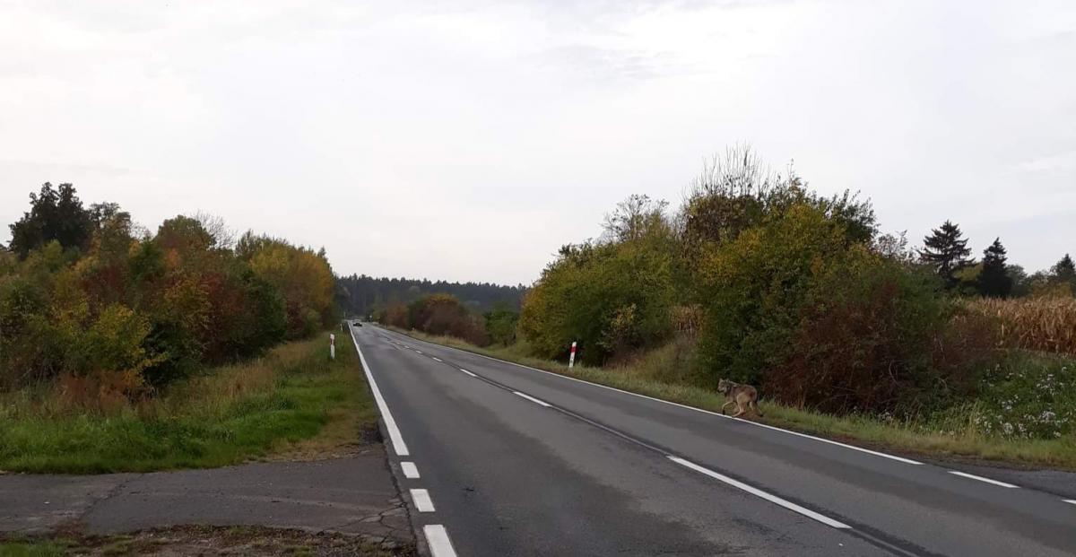 Pod Gryfinem spaceruje wilk [GALERIA]