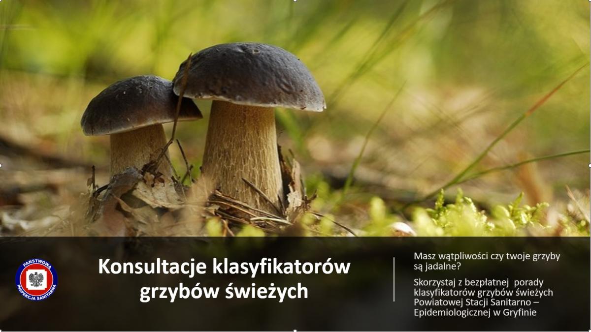 Bezpłatne zidentyfikują grzyby