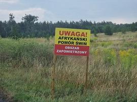 ASF w powiecie gryfińskim. Kilkadziesiąt miejscowości w obszarze zagrożenia