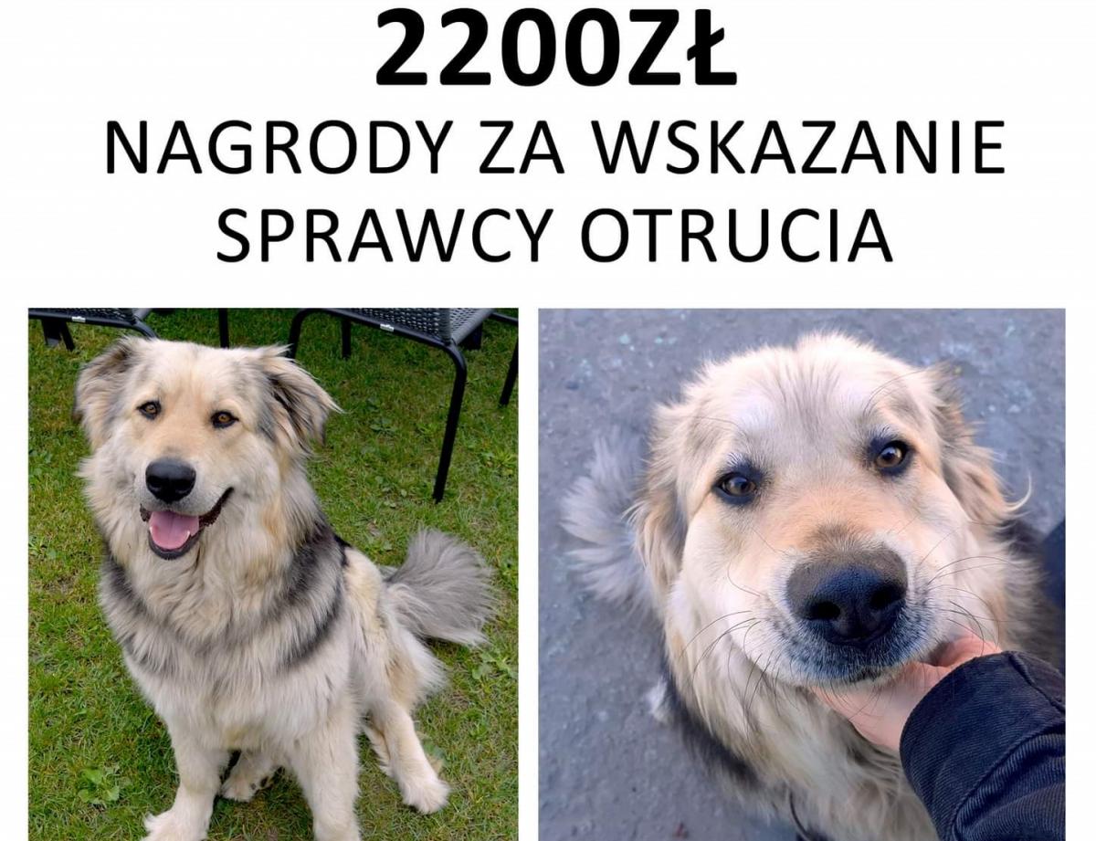 „Ktoś otruł naszą Beti. Przewidujemy nagrodę za wskazanie sprawcy”