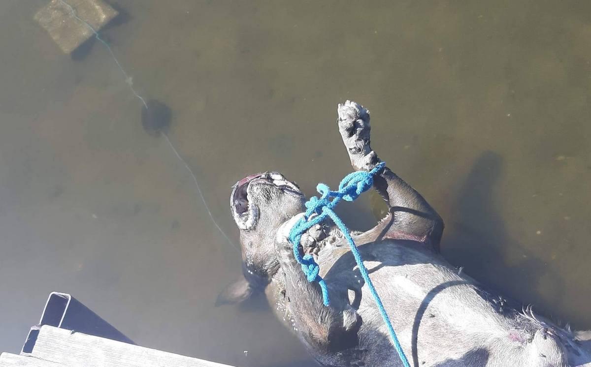 Martwy pies w Odrze. Wyłowili go przy gryfińskiej plaży