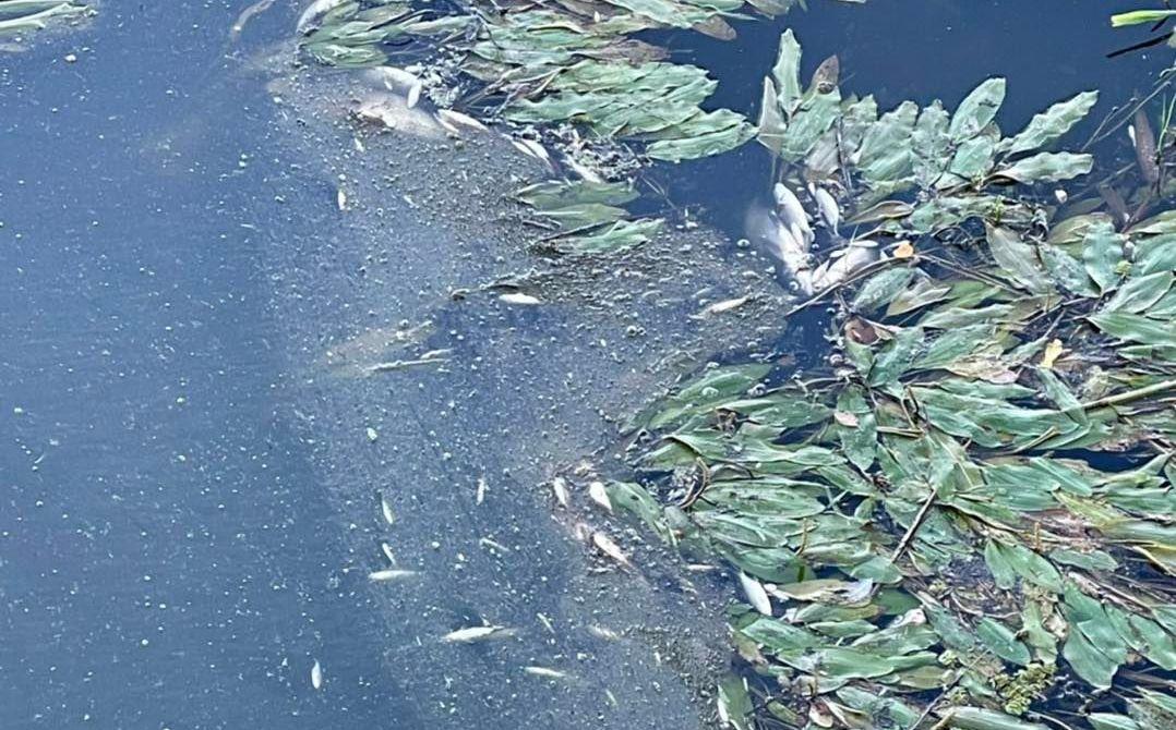 Skażona Odra w Widuchowej. Za kilka godzin toksyczna fala dotrze do Gryfina