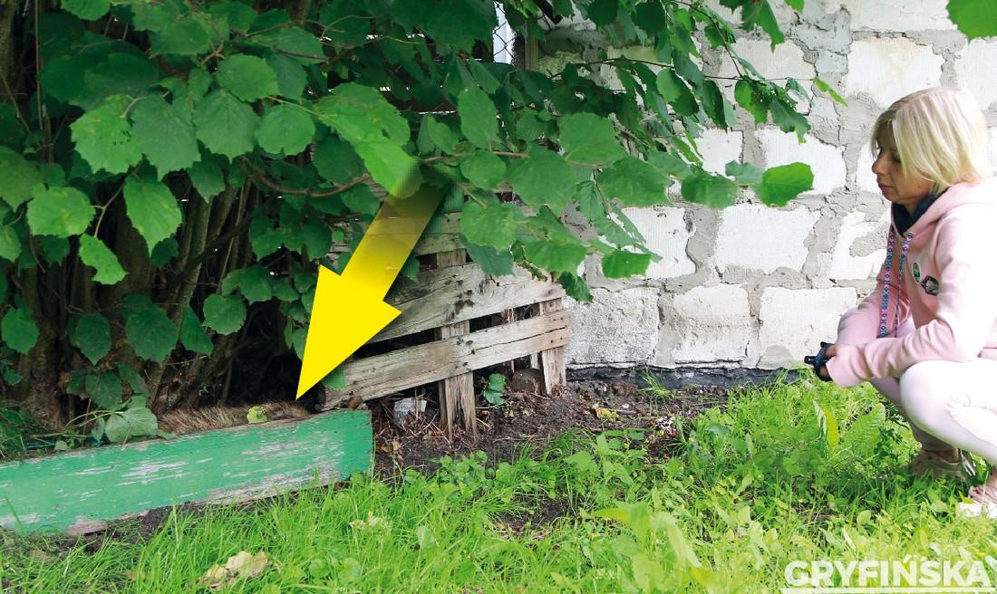 Gazeta Gryfińska. Dzik z ASF przy ogrodach działkowych w Gryfinie