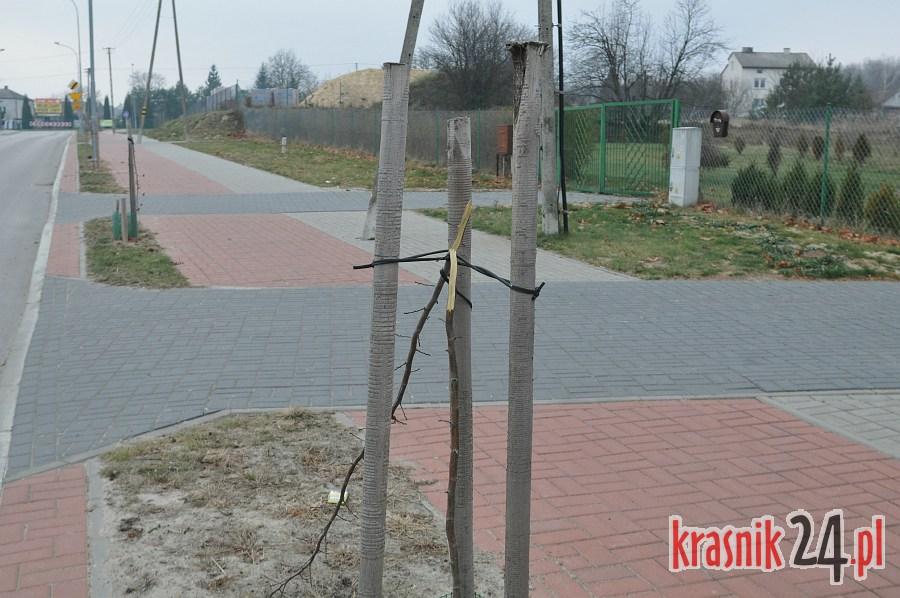 Kraśnik, ul. Graniczna: Wandale połamali kilkadziesiąt drzewek