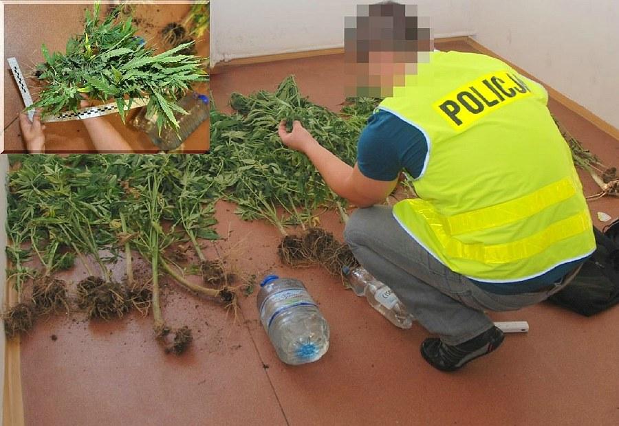 Gmina Dzierzkowice: Wpadli gdy wybrali się żeby podlać swoją plantację marihuany.