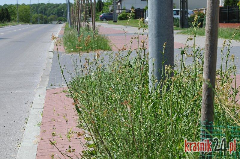 Czyja trawa bardziej urosła? Marszałka czy Burmistrza?