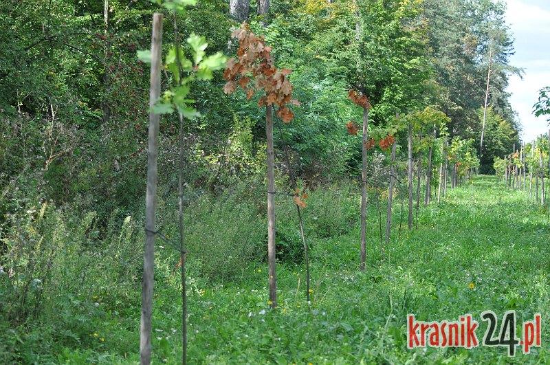 Kraśnik. Uschło kilka Dębów Pamięci posadzonych ku czci ofiar katastrofy smoleńskiej