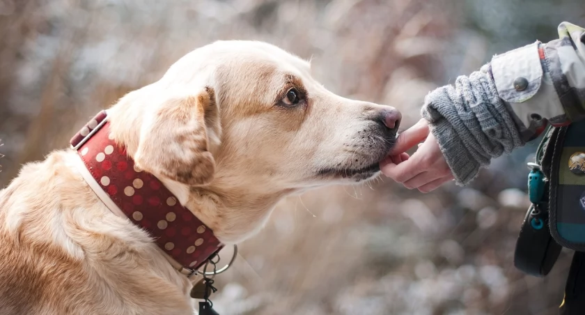 Masz psa ze schroniska lub adopcji, nie zapłacisz w Kraśniku podatku