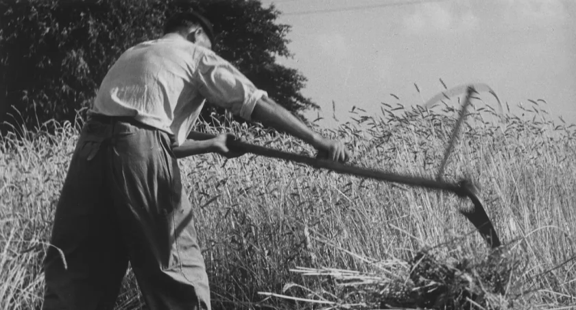 Jak się kiedyś żniwowało... czyli kosy, snopki i powrósła powrócą w najbliższą niedzielę
