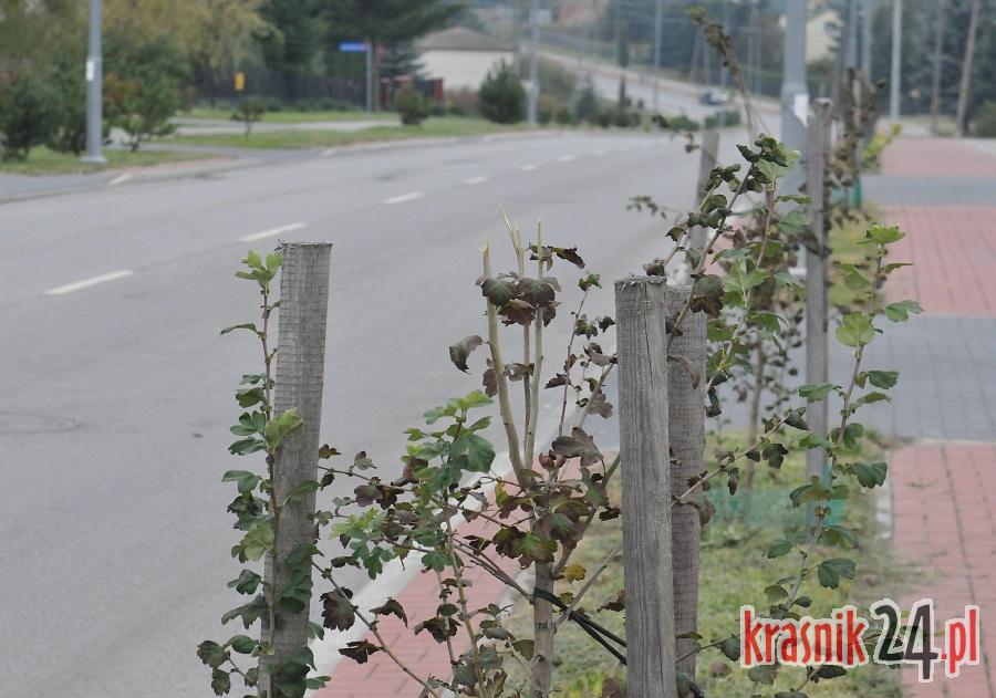 Wandale znów dali znać o sobie. Kilkadziesiąt połamanych drzewek na Granicznej w Kraśniku