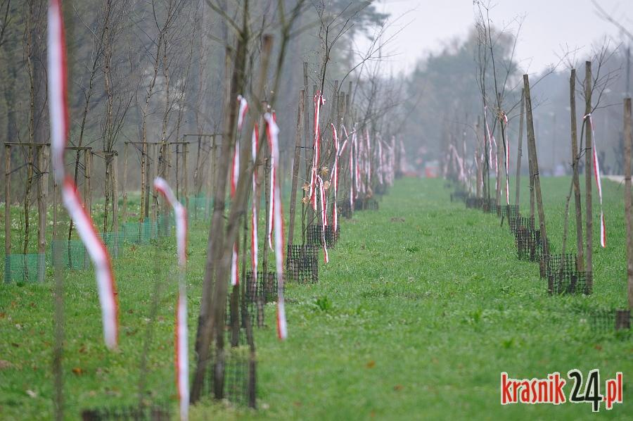 Smoleńskie dęby w narodowych barwach. Instalacja w rocznicę tragedii