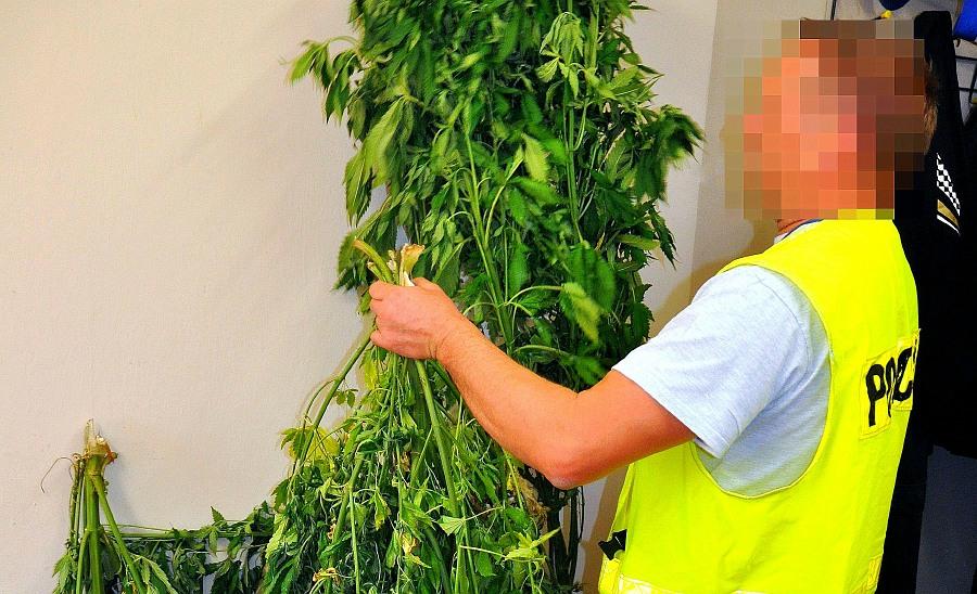 Kraśniccy policjanci wykryli i zlikwidowali na terenie gminy Annopol kolejną uprawę konopii indyjskich