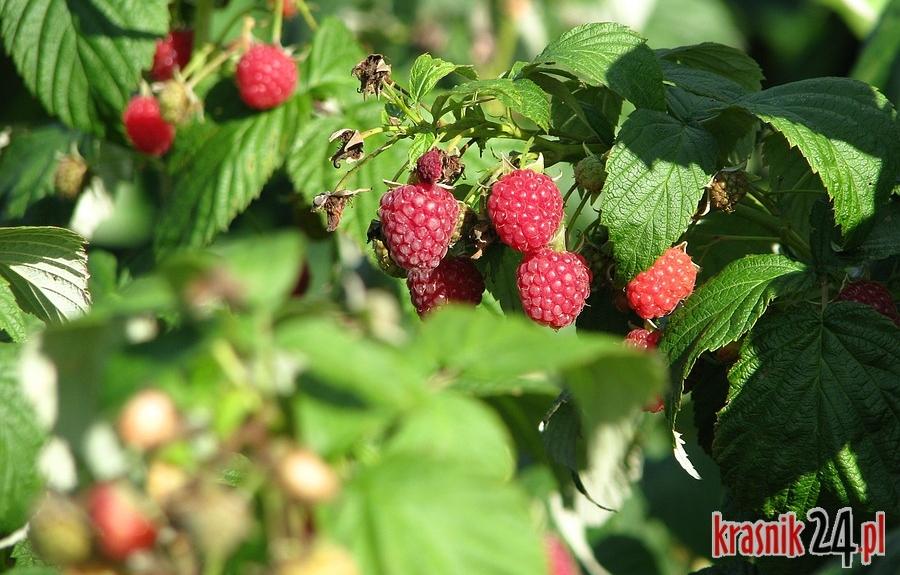 Gmina Dzierzkowice. Znów dwa przypadki kradzieży malin