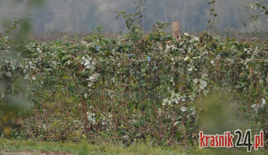 Gmina Dzierzkowice. Urządził sobie rajd po plantacji malin