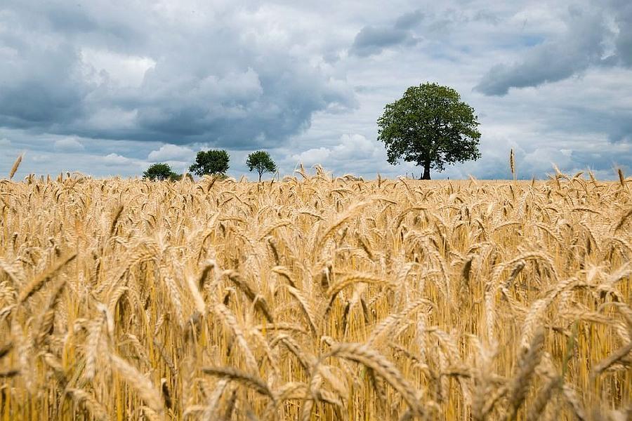 Dożynkowej zabawy ciąg dalszy. Zapraszają m.in. Dzierzkowice, Annopol, Popkowice i Trzydnik Duży