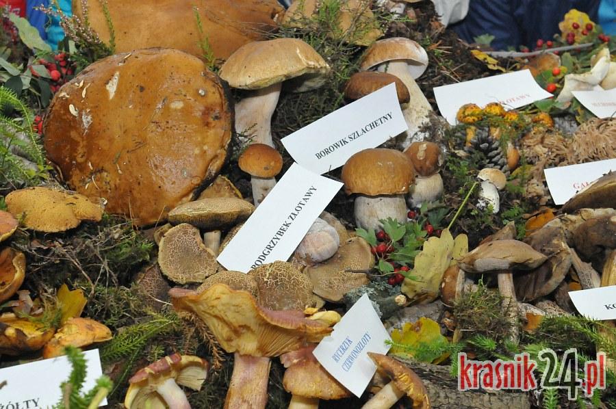 Sanepid zaprasza na wystawę grzybów