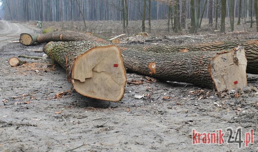 Dlaczego tną las pod Kraśnikiem?