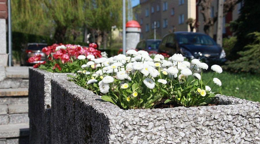 Prawie 24 tysiące kwiatów przyozdobi w tym roku Kraśnik