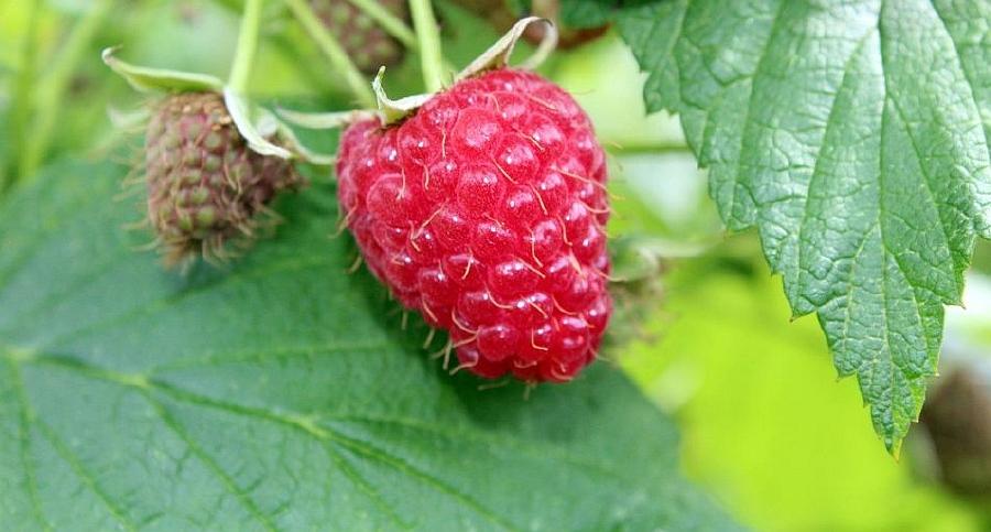 Dzisiaj spotkanie plantatorów w Bobach, jutro Maliniaki z koncertami, ale bez części oficjalnej