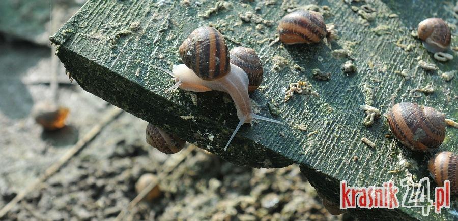 Księżomierz. Odeszli od tradycyjnej rolniczej produkcji i postawili na hodowlę ślimaków