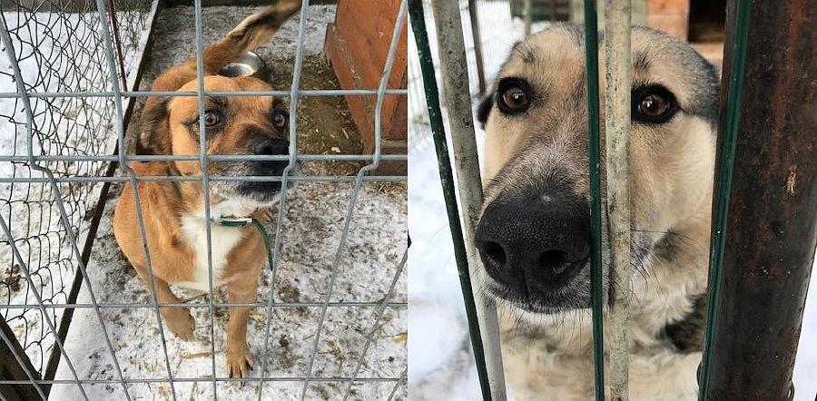 Zbiórka dla psów z przytuliska w Rachowie Starym