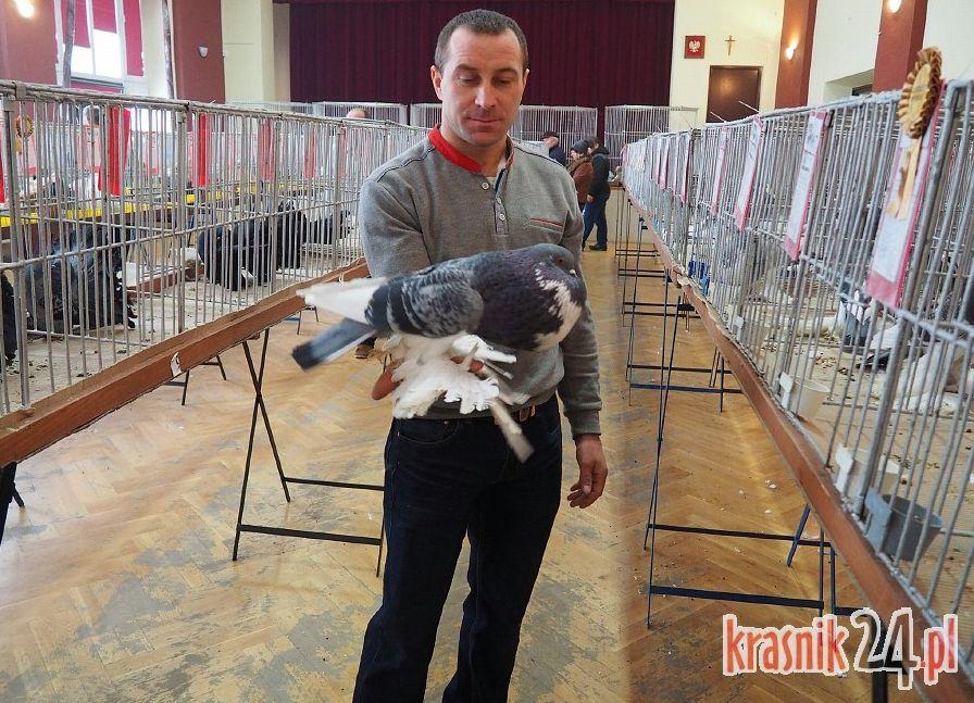 Urzędów. Kolejna Wystawa Gołębi Rasowych i Drobiu Ozdobnego za nami