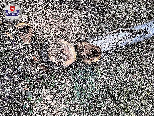 Wyciął 9 sztuk drzew z nie swojej działki