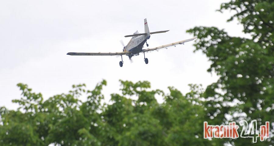 Leśnicy zwalczają chrabąszcze i osnuję gwiaździstą z powietrza. Uwaga na okresowy zakaz wstępu do lasu