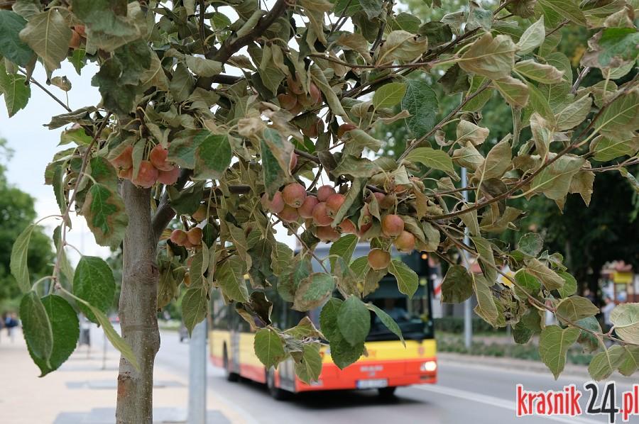 Aleja jabłoniowa. Są już pierwsze nowe drzewka. FOTO