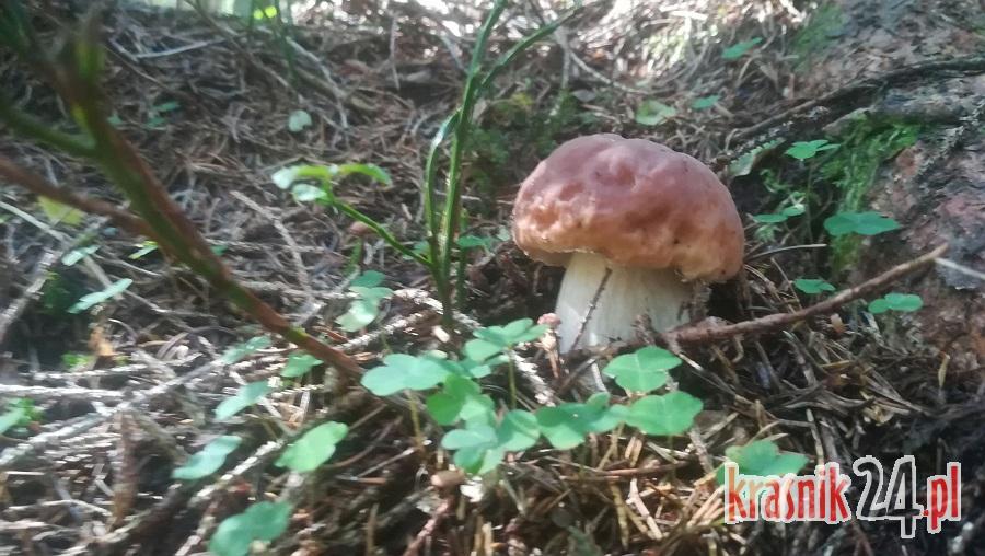 Wystawa Grzybów Jadalnych, Niejadalnych i Trujących