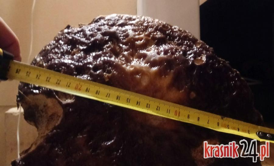 Jesień coraz zimniejsza, ale pani Mariola „upolowała” jeszcze w lesie pokaźne grzyby