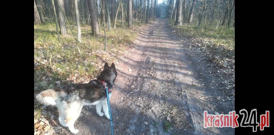 Od wczoraj przez tydzień zakaz wstępu do lasów