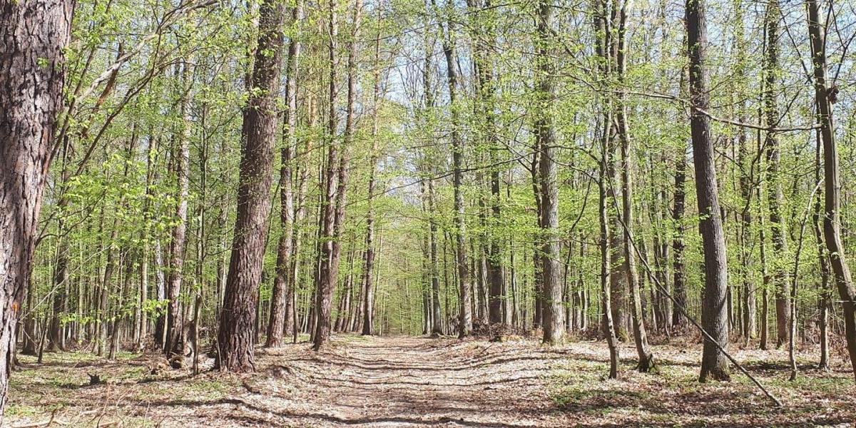 Lasy i parki znów dostępne, ale uważajcie! Susza i dużo kleszczy!