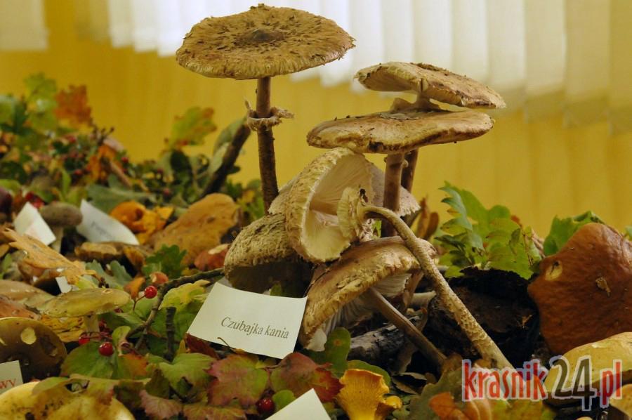 Wystawa grzybów w kraśnickim SANEPIDzie