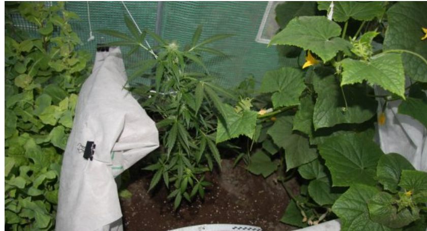 Plantacja konopi w przydomowej szklarni zlikwidowana