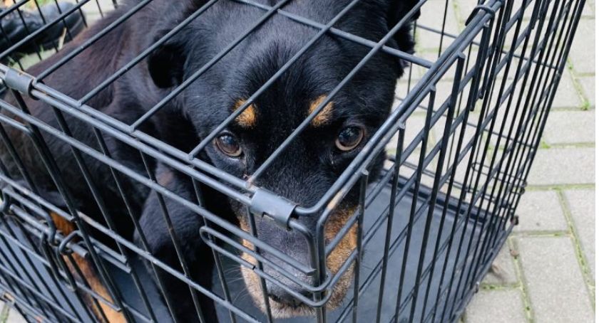 Skrajnie wychudzony i przerażony pies został odebrany właścicielowi 