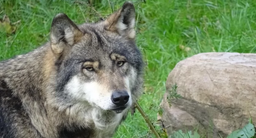 Skarby wrocławskiego ZOO: “Wilcza Ostoja”