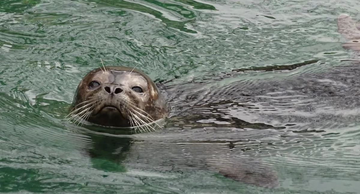 Jak zwierzęta w zoo radzą sobie z upałem? Wrocławskie zoo pokazuje jak to robią.