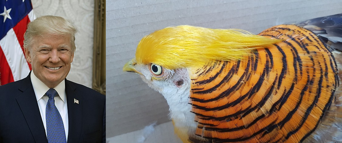 Bażant Donald czeka na właściciela