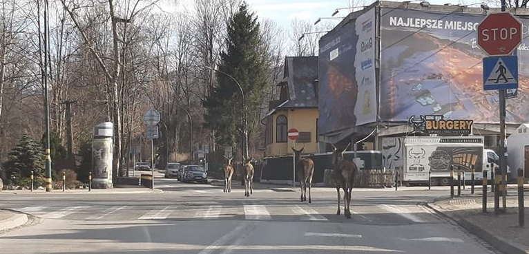 Zakopane jak Przystanek Alaska. Łanie na ulicach